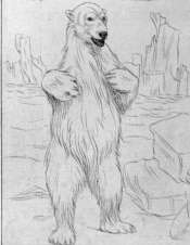 polar bear